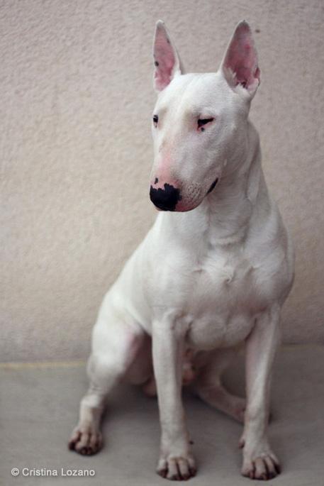 牛头梗 Bull Terrier
