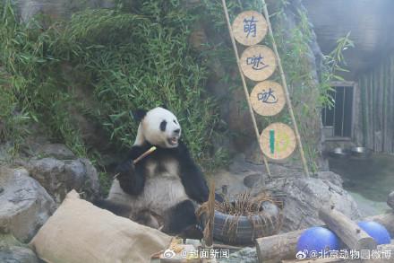 生日快乐！萌大萌二两兄弟10岁了