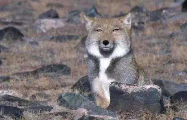 中国最欠揍的“动物”，从出生就随便长，天生一副瞧不起人模样