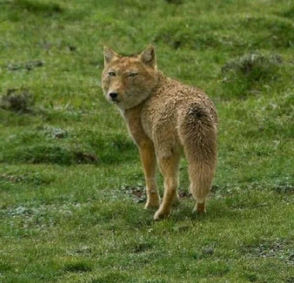 中国最欠揍的“动物”，从出生就随便长，天生一副瞧不起人模样