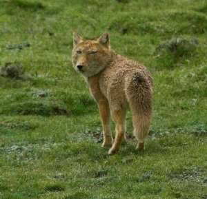 欠揍的图片(中国最欠揍的“动物”，从出生就随便长，天生一副瞧不起人模样)
