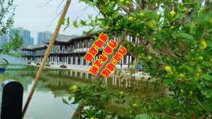 有一个姑娘赵薇(聚火团队影音视听 音乐MV《有一个姑娘》)