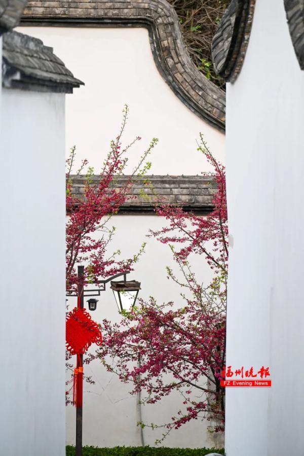 太美了！福州这里“繁花”盛开