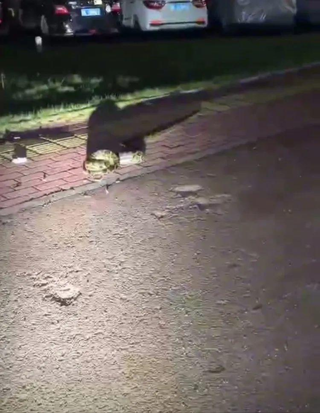 广东一男子被2米长巨蟒死死缠住，警方：男子救出后自行回家，蟒蛇已放生