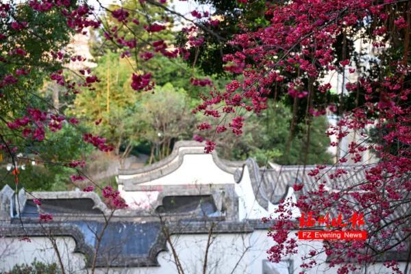 太美了！福州这里“繁花”盛开