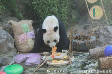 生日快乐！萌大萌二两兄弟10岁了