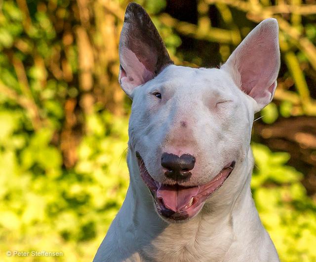 牛头梗 Bull Terrier