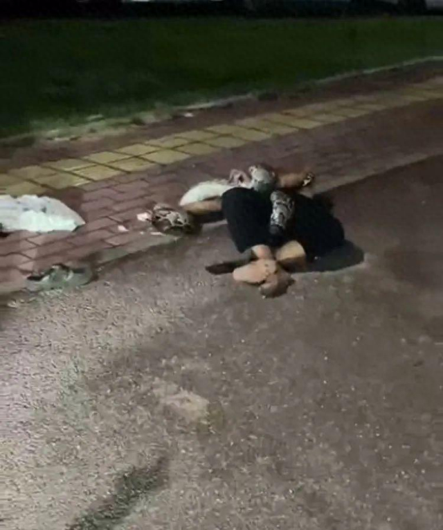 广东一男子被2米长巨蟒死死缠住，警方：男子救出后自行回家，蟒蛇已放生