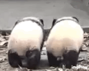 三名男子自从炸过一次粪坑后上瘾,从此一发不可收拾,还录下来日后“欣赏”