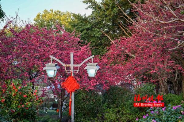 太美了！福州这里“繁花”盛开