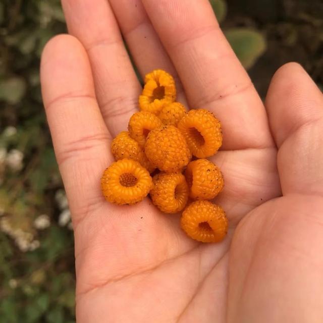 好吃又好看，但愣是叫不出名字的“水果们”