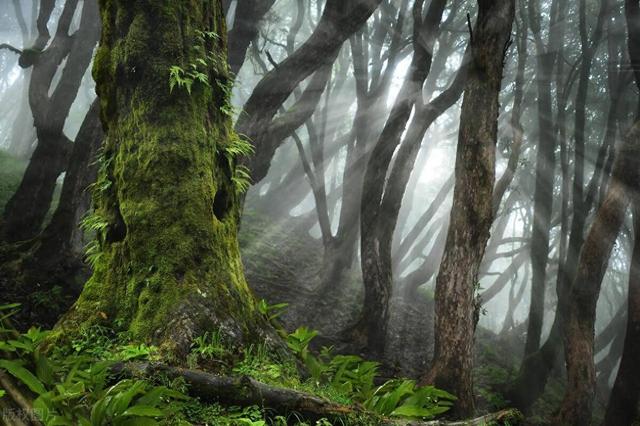 日本青木原树海自杀森林灵异事件