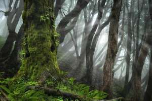 灵异森林(日本青木原树海自杀森林灵异事件)