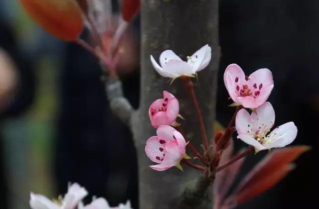 苹果梨是苹果还是梨？浙大教授的回答让大家惊呆了