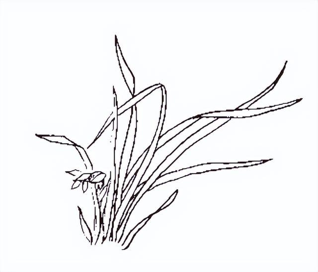 中国女性名字中，常见的“芝”“兰”“萍”到底有何意义？