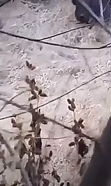 亚美尼亚战场恐怖一幕，大量士兵横尸野外：大群野猪啃食士兵遗骸