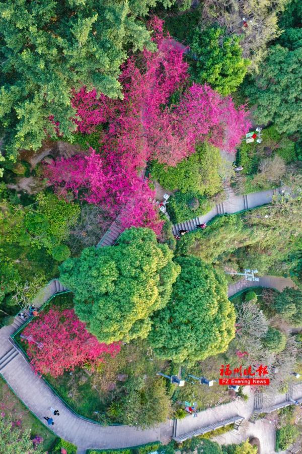 太美了！福州这里“繁花”盛开