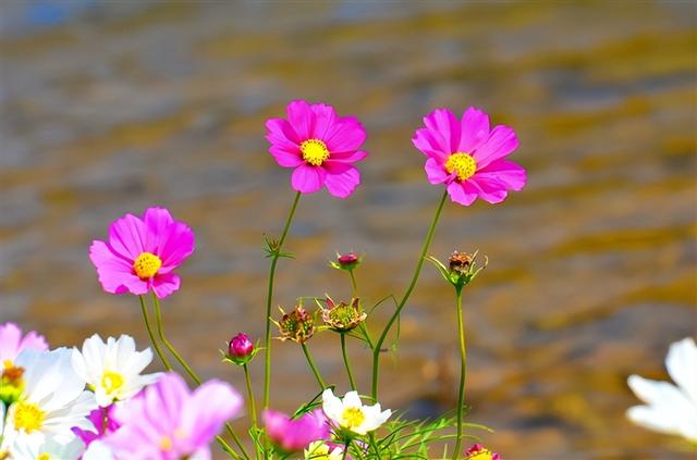 老公想和你过一辈子，很爱你，会有一个表现