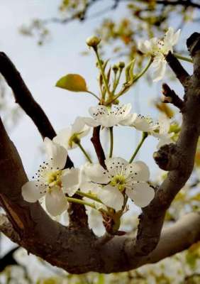 当家子(我的当家子)