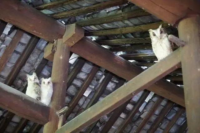 邻居全搬走了,浙江一家人30年来却守着一栋黄泥房,有什么秘密?