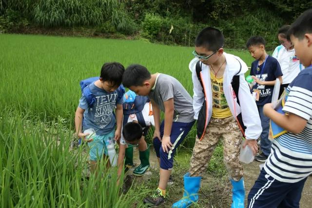 暑期“萤之光”科考营,大学教授带你赏漫天萤火,观浩瀚星空