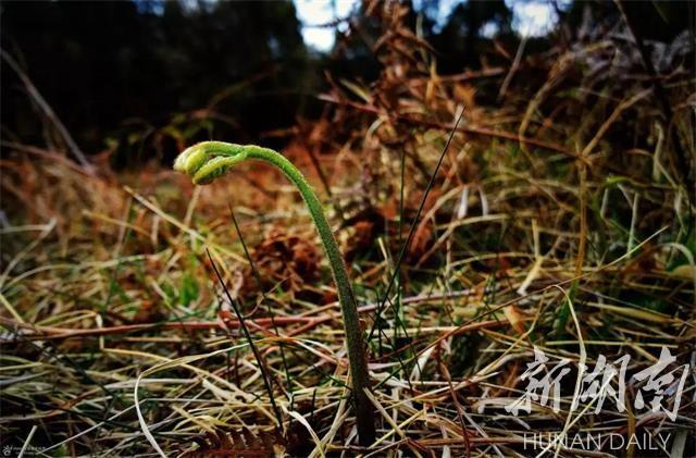 雪峰山脉，春意盎然，好看好吃更好玩！