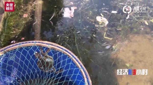 后厨污水直排阳澄湖,这样的农家乐倒胃口