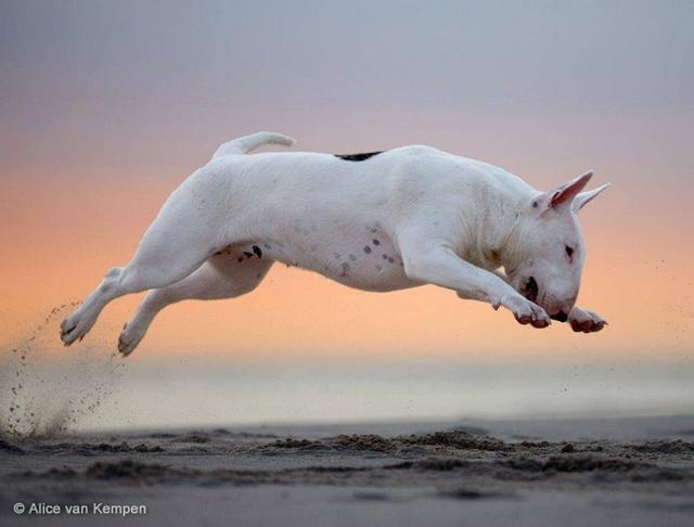 牛头梗 Bull Terrier