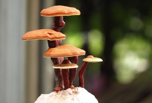 中国女性名字中，常见的“芝”“兰”“萍”到底有何意义？