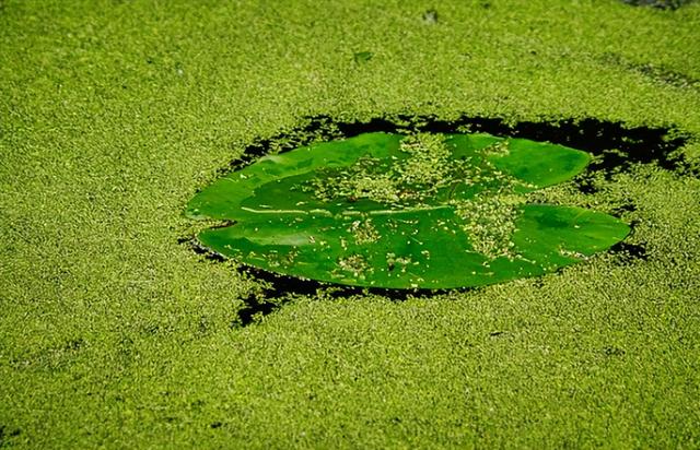 中国女性名字中，常见的“芝”“兰”“萍”到底有何意义？