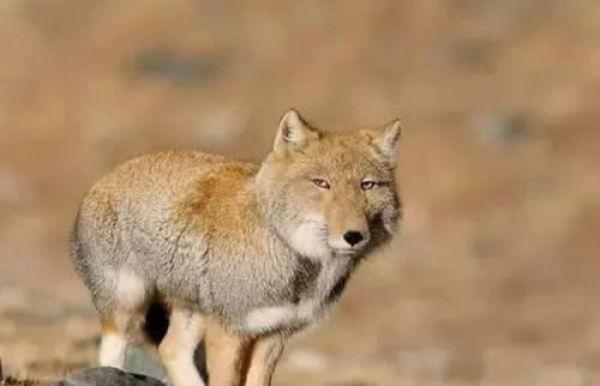 中国最欠揍的“动物”，从出生就随便长，天生一副瞧不起人模样