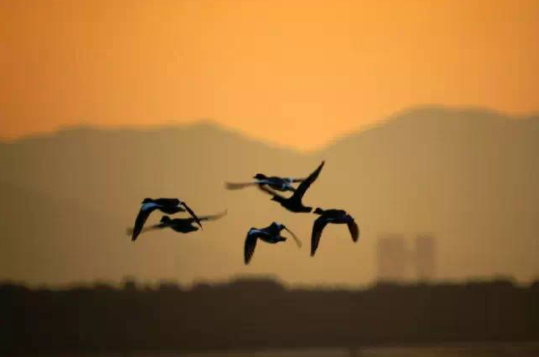 别去找了，书香里的“秋天”才是最美的