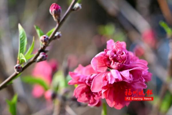 太美了！福州这里“繁花”盛开