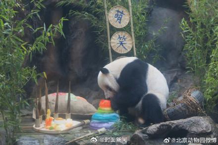 生日快乐！萌大萌二两兄弟10岁了