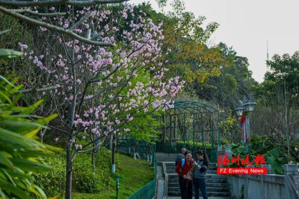 太美了！福州这里“繁花”盛开
