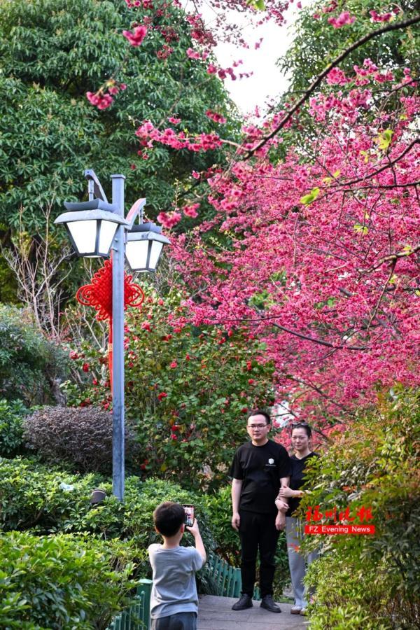 太美了！福州这里“繁花”盛开