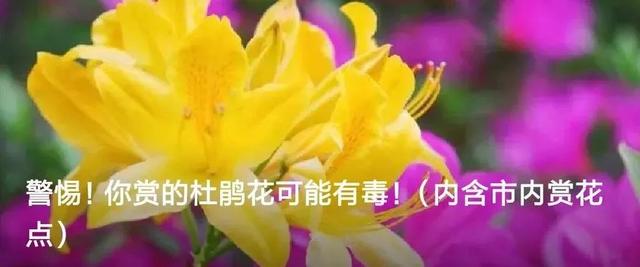 暑期“萤之光”科考营,大学教授带你赏漫天萤火,观浩瀚星空