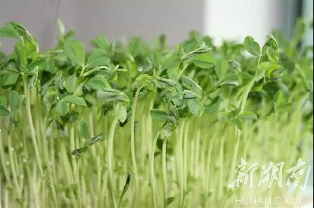 雪峰山脉，春意盎然，好看好吃更好玩！