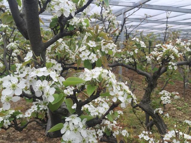 苹果梨是苹果还是梨？浙大教授的回答让大家惊呆了