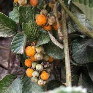 爱的果实电影(好吃又好看，但愣是叫不出名字的“水果们”)