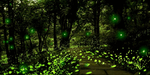 暑期“萤之光”科考营,大学教授带你赏漫天萤火,观浩瀚星空