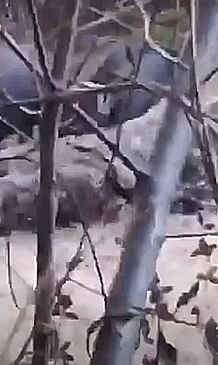 亚美尼亚战场恐怖一幕，大量士兵横尸野外：大群野猪啃食士兵遗骸