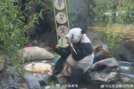 生日快乐！萌大萌二两兄弟10岁了