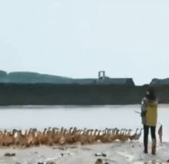 蔡徐坤下乡赶鸭子,这个爱豆这么好玩的吗?