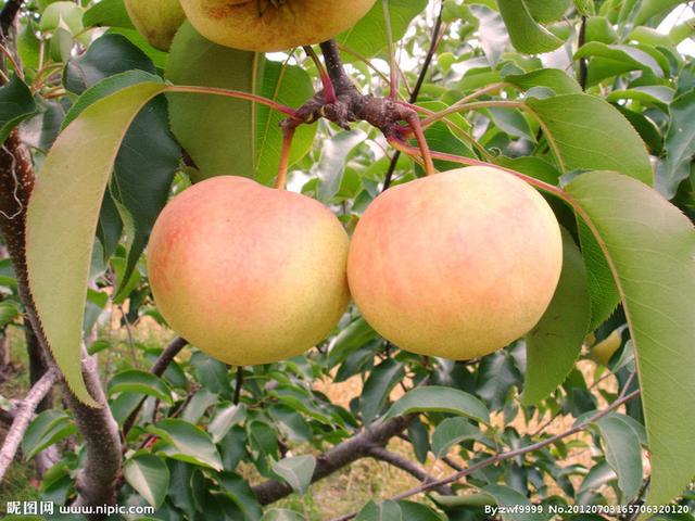 苹果梨是苹果还是梨？浙大教授的回答让大家惊呆了