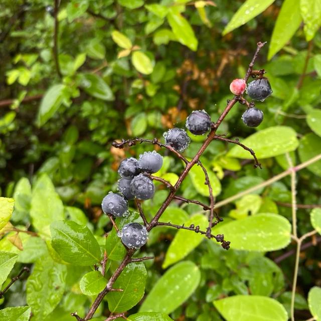 好吃又好看，但愣是叫不出名字的“水果们”