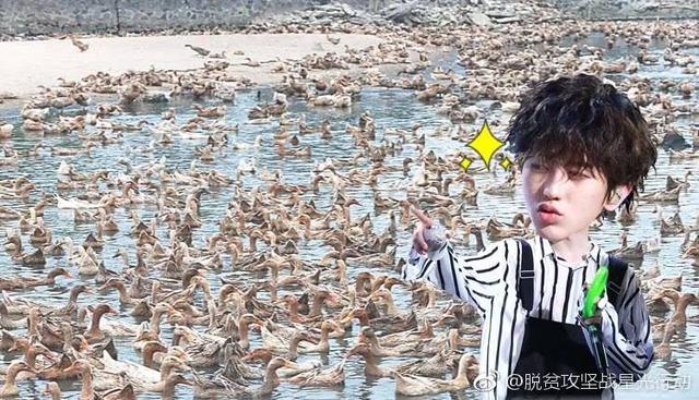 蔡徐坤下乡赶鸭子,这个爱豆这么好玩的吗?