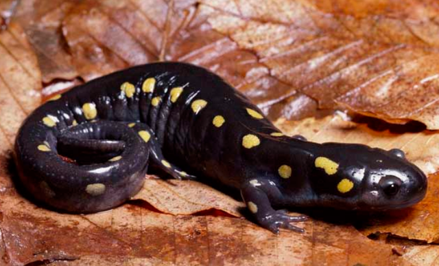 《宝可梦》来源与生态:小火龙来自美丽的传说,还是悲凉的现实?