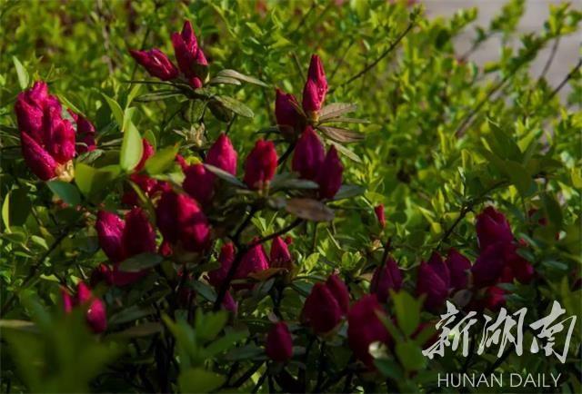 雪峰山脉，春意盎然，好看好吃更好玩！