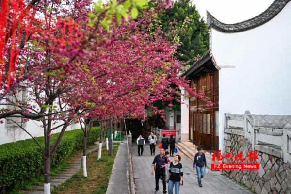 太美了！福州这里“繁花”盛开